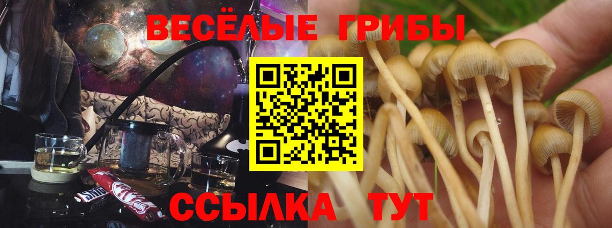 Галлюциногенные грибы Psilocybe Большой Камень